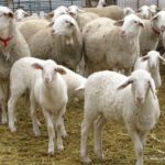 Молочная продуктивность некоторых пород овец