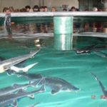 Как разводить рыбу в садках
