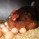 Какие куры лучшие наседки?