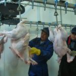 Способы убоя индеек