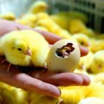 лучшие инкубаторы автоматические