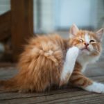 Как лечить кошек от ушного клеща