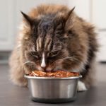 КАкой влажный корм для кошек лучше