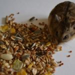 Корм для хомяков в домашних условиях