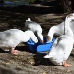 Можно ли гусям давать картошку