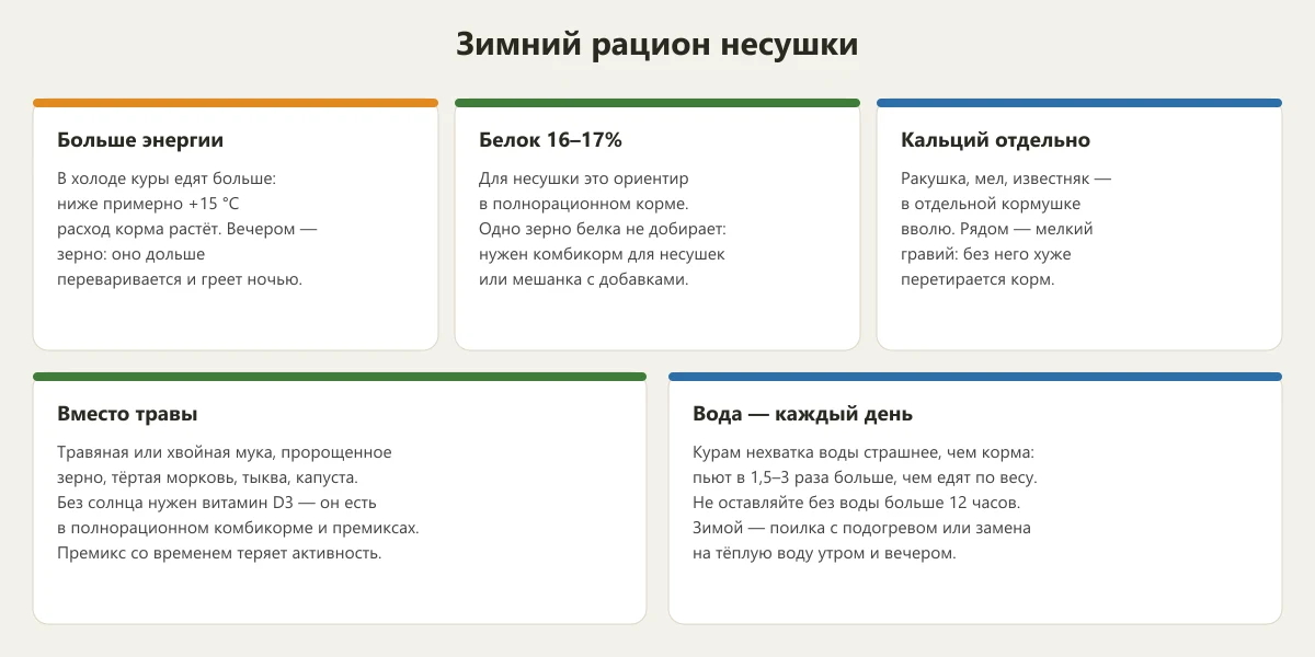 зимний рацион курицы-несушки: энергия, белок, кальций, витамины, вода